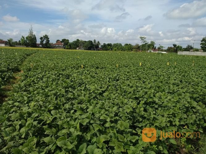 Tanah Sawah Produktif Dengan Pengairan Lancar Ajung Jember