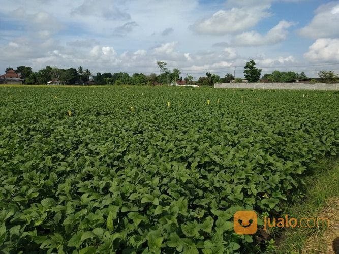 Tanah Sawah Produktif Dengan Pengairan Lancar Ajung Jember