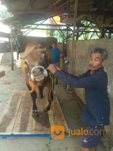 Timbangan Ternak Sapi Dan Domba Digital Kap.2ton X 0.5kg