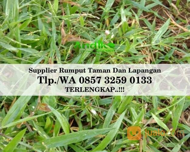 Harga Rumput Embun Per M2, WA +62 857 3259 0133, ANDIKA GARDEN