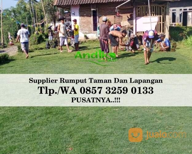 Beli Rumput Swiss Situbondo, Tlp. 0857 3259 0133, ANDIKA GARDEN