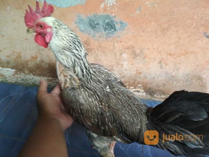Ayam Bulbi ( Bulu Biang ) Super Langka
