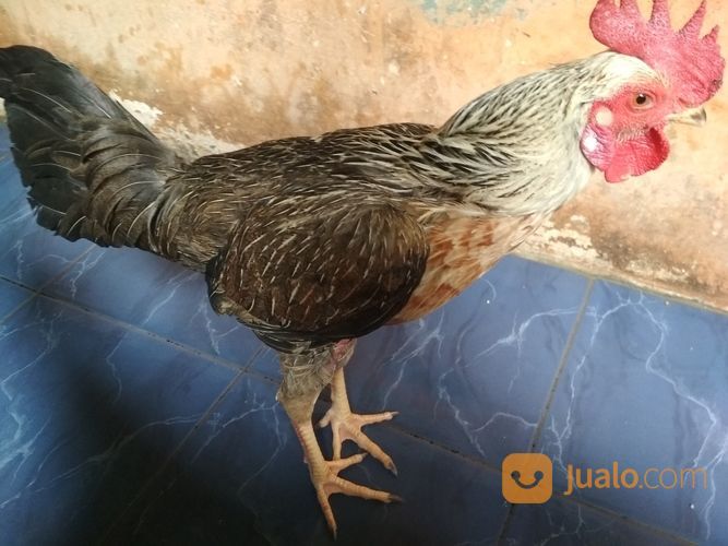 Ayam Bulbi ( Bulu Biang ) Super Langka