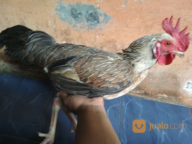 Ayam Bulbi ( Bulu Biang ) Super Langka