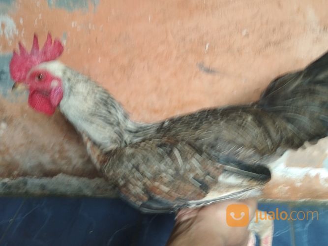 Ayam Bulbi ( Bulu Biang ) Super Langka