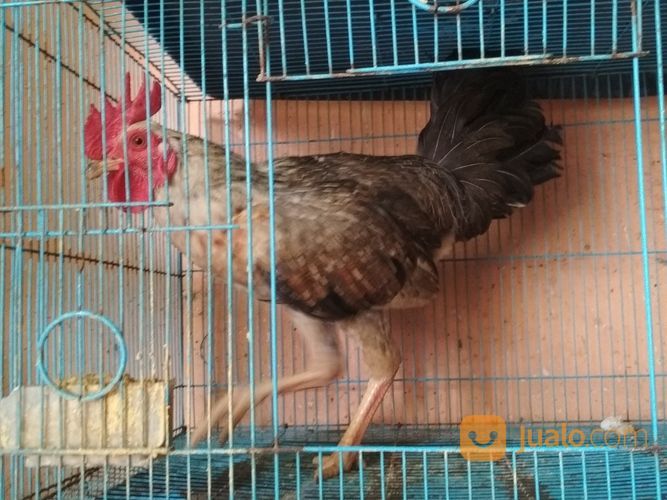 Ayam Bulbi ( Bulu Biang ) Super Langka