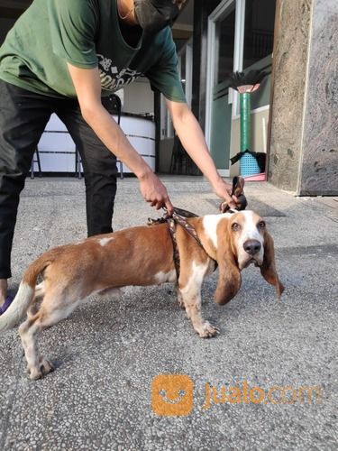 Jass Grooming Kucing Dan Anjing Datang Ke Rumah Anda Dengan Harga Yang Terjangkau