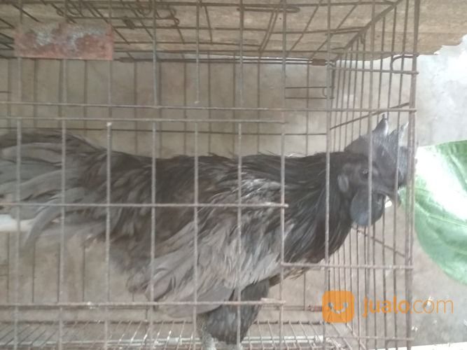 Ayam Cemani Klawu Kethek Super Langka Sangat Jarang Yang Punya