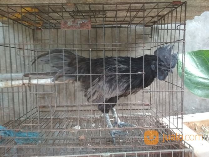 Ayam Cemani Klawu Kethek Super Langka Sangat Jarang Yang Punya