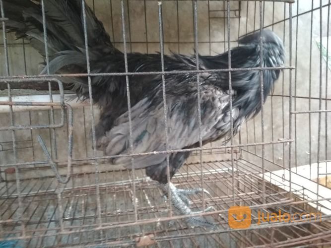 Ayam Cemani Klawu Kethek Super Langka Sangat Jarang Yang Punya