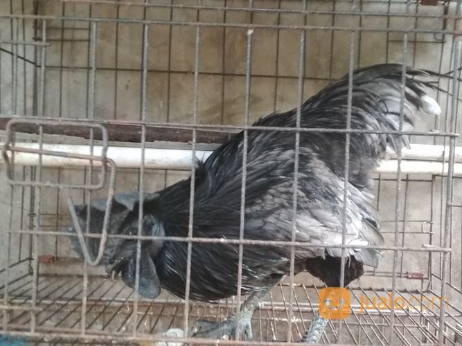 Ayam Cemani Klawu Kethek Super Langka Sangat Jarang Yang Punya