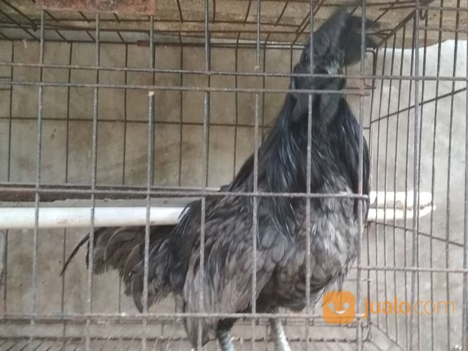 Ayam Cemani Klawu Kethek Super Langka Sangat Jarang Yang Punya