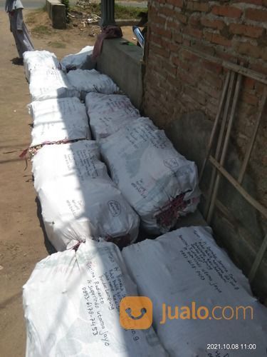 Bibit Pakchong November 2021 Ponorogo,Harga Bibit Pakchong Ponorogo