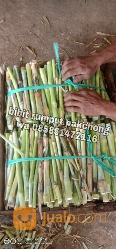 Bibit Pakchong November 2021 Ponorogo,Harga Bibit Pakchong Ponorogo