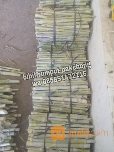 Bibit Pakchong November 2021 Ponorogo,Harga Bibit Pakchong Ponorogo