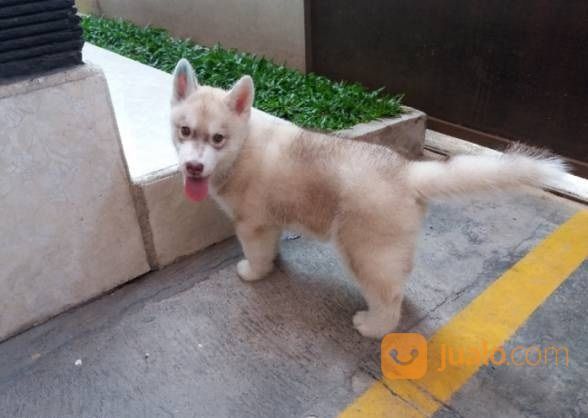 Anjing Suberian Husky