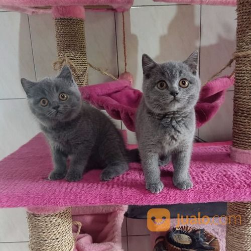 Kucing British Short Hair