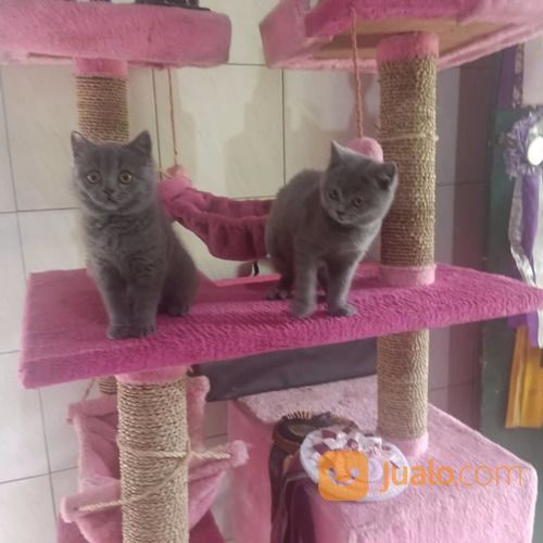 Kucing British Short Hair