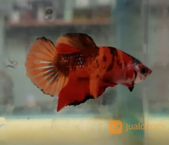 Cupang Koi Semarang, Top Grade, Harga Terjangkau