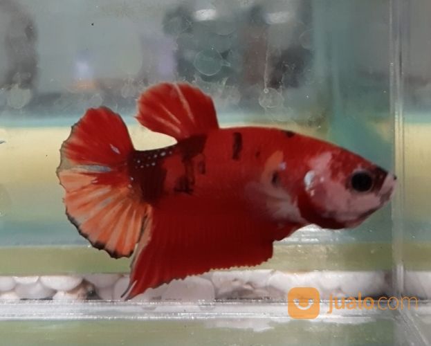 Cupang Koi Semarang, Top Grade, Harga Terjangkau