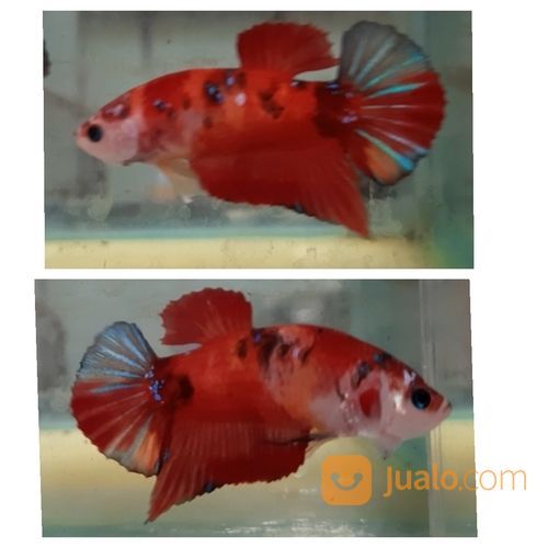 Cupang Koi Semarang, Top Grade, Harga Terjangkau