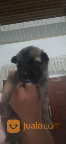 Anak Anjing Mix Belgian Malinois Jantan Sehat Dan Lincah