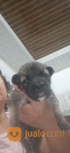 Anak Anjing Mix Belgian Malinois Jantan Sehat Dan Lincah