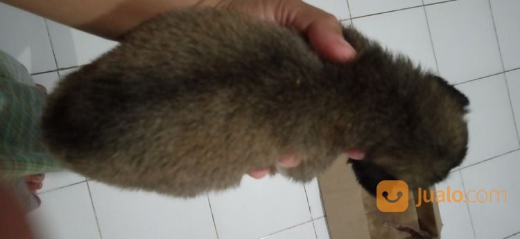 Anak Anjing Mix Belgian Malinois Jantan Sehat Dan Lincah