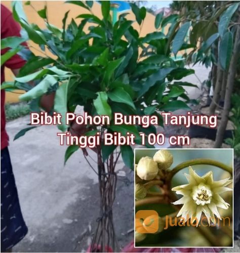 Bibit Pohon Bunga Tanjung Tinggi Bibit 1 Meter An