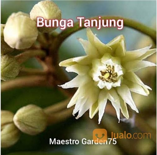 Bibit Pohon Bunga Tanjung Tinggi Bibit 1 Meter An