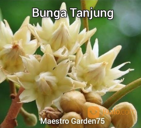 Bibit Pohon Bunga Tanjung Tinggi Bibit 1 Meter An