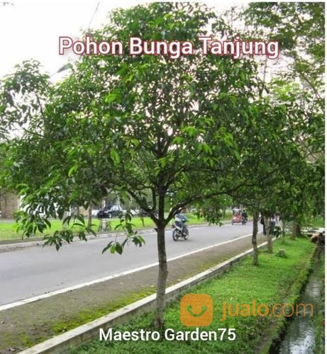 Bibit Pohon Bunga Tanjung Tinggi Bibit 1 Meter An