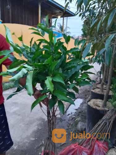 Bibit Pohon Bunga Tanjung Tinggi Bibit 1 Meter An