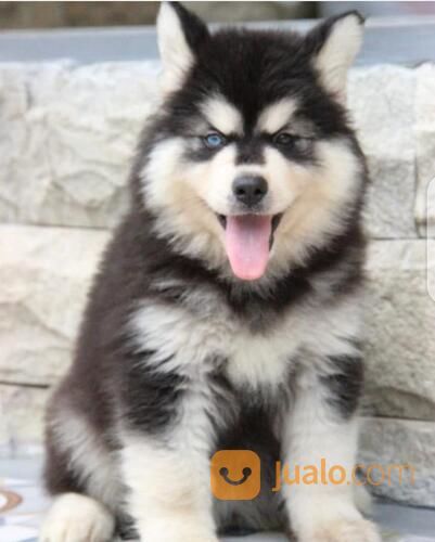 Siberian Husky Jantan Cakep