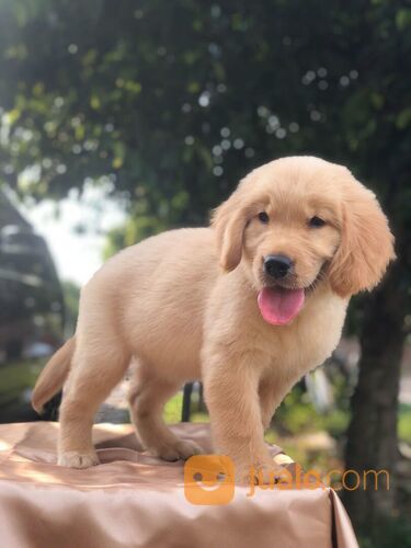 Golden Retriever Betina Cantik