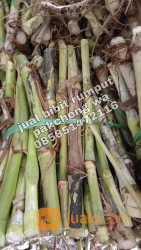 Harga Bibit Pakchong November 2021 Bangka Tengah Gratis Ongkir