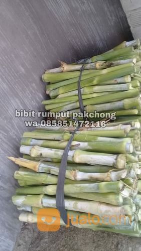 Harga Bibit Pakchong November 2021 Bangka Tengah Gratis Ongkir