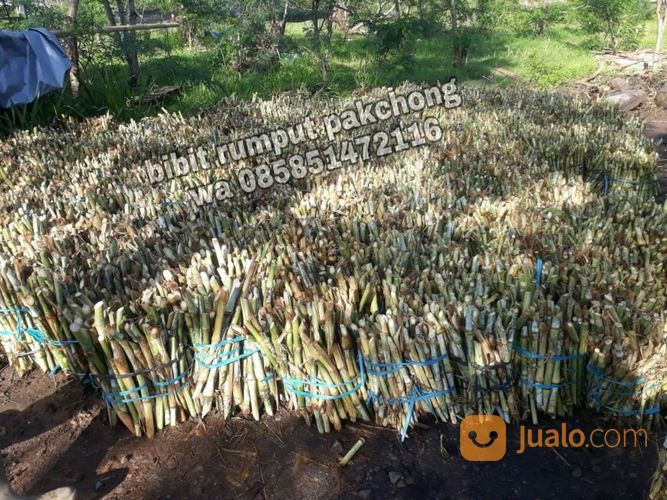 Harga Bibit Pakchong November 2021 Bangka Tengah Gratis Ongkir