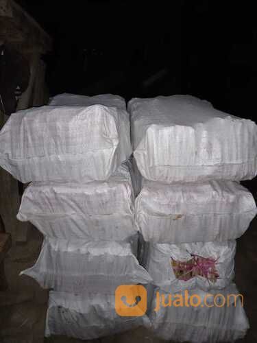 Harga Bibit Pakchong November 2021 Bangka Tengah Gratis Ongkir