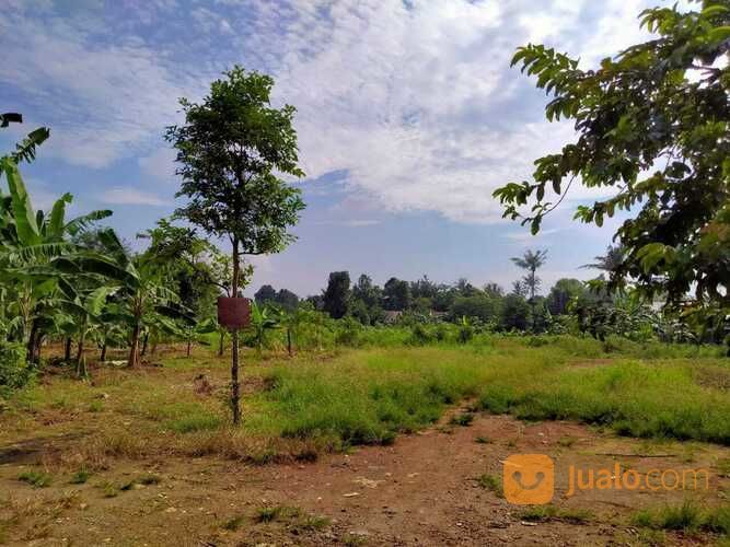 Kebun Sangat Luas Di Jalan Raya Kampung Sawah Kota Bekasi