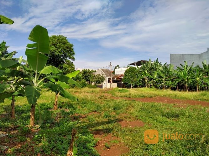 Kebun Sangat Luas Di Jalan Raya Kampung Sawah Kota Bekasi