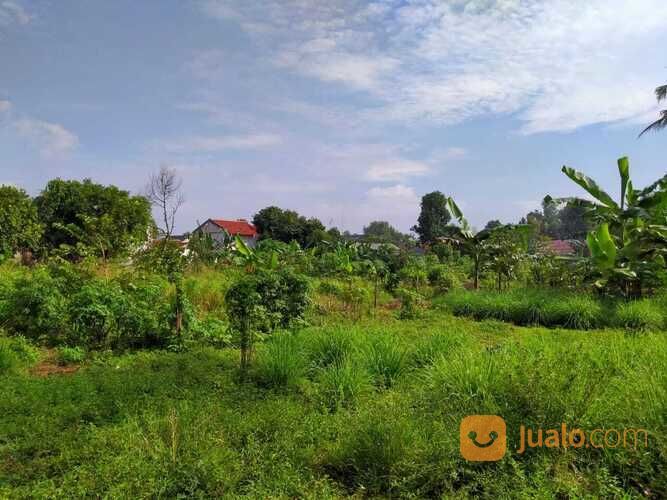 Kebun Sangat Luas Di Jalan Raya Kampung Sawah Kota Bekasi