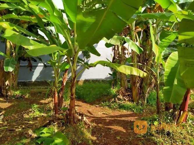 Kebun Sangat Luas Di Jalan Raya Kampung Sawah Kota Bekasi