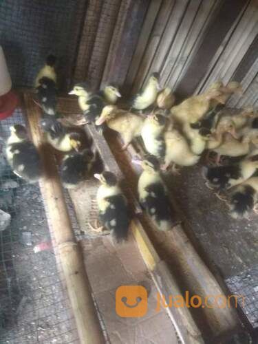 Anak Entok Usia 1 Minggu