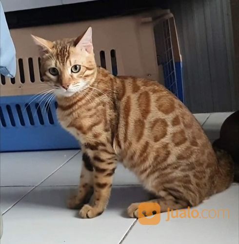 Kucimg Bengal Indukan