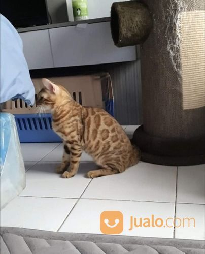 Kucimg Bengal Indukan