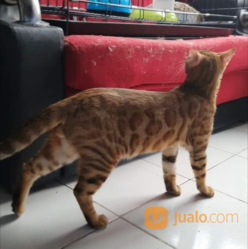 Kucimg Bengal Indukan