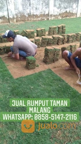 Beli Rumput Jepang Di Jogja Rumput Jepang Yogyakarta