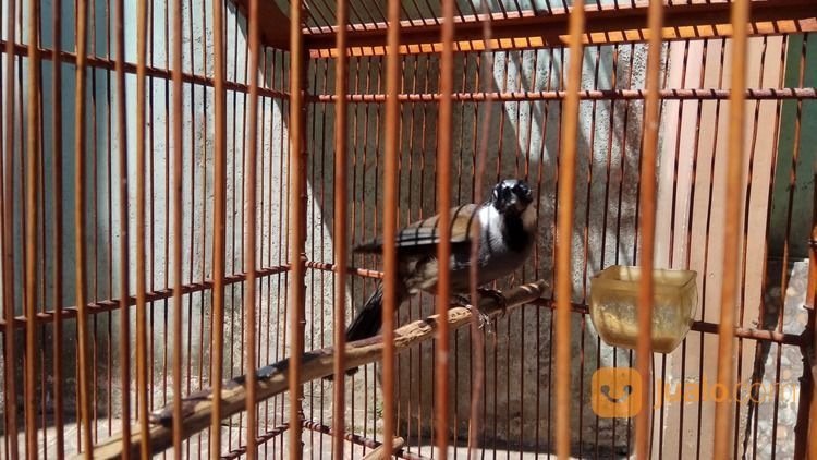 Poksay Hongkong Jantan