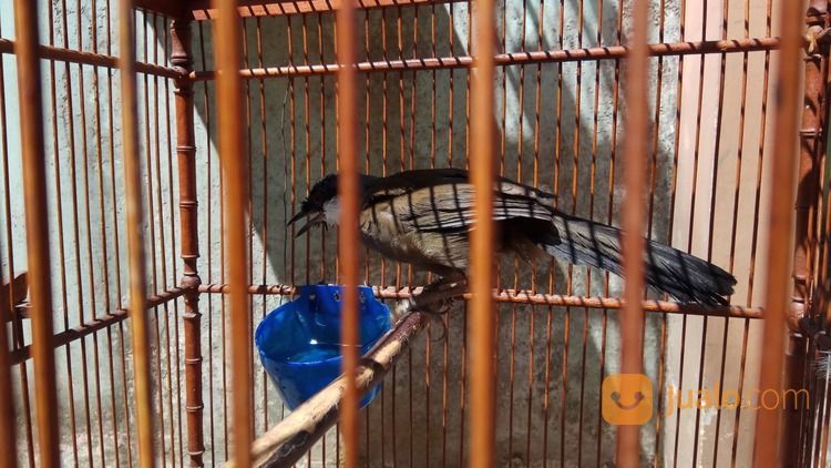 Poksay Hongkong Jantan